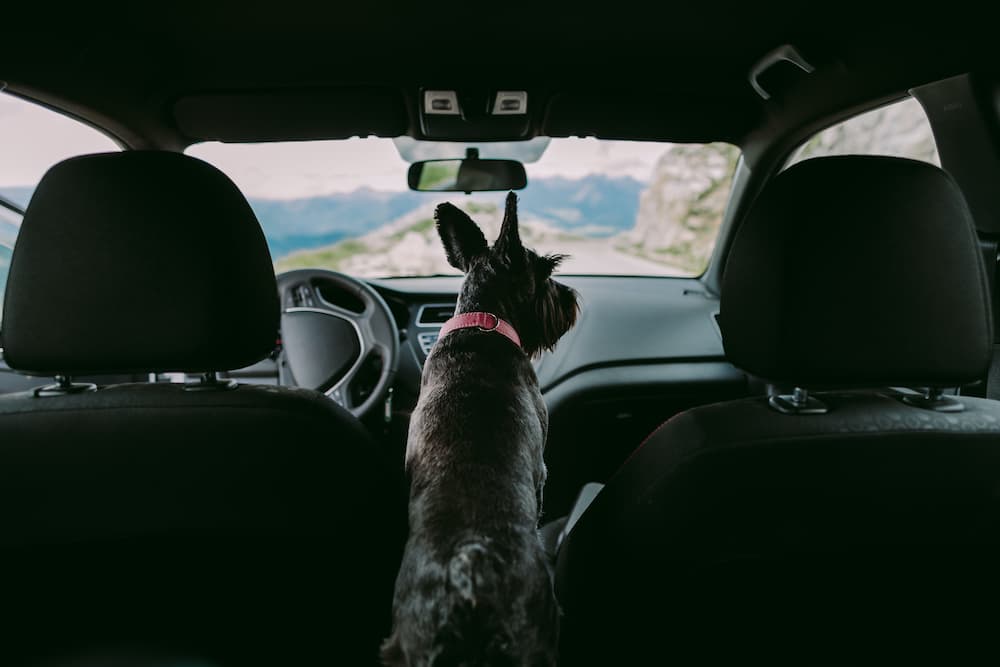 Come Portare In Auto Il Cane